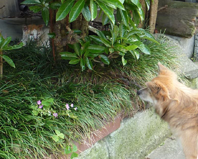 �܂��I�}�G����