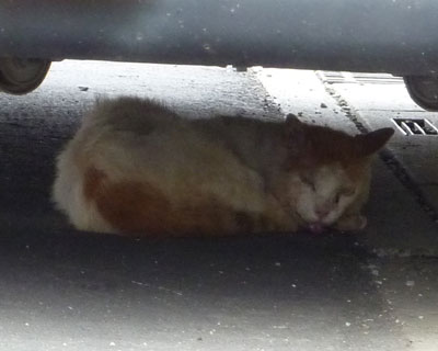 �Q����܂������Ȃ��Ă�