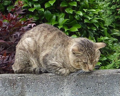 �Ȃɂ���Ă�́H