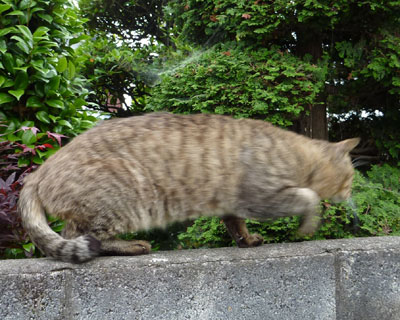 �������ɂ������̂�