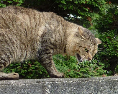 �Ō�ɃV���[