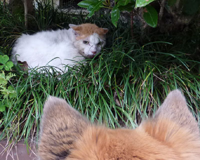 ���傤�͏����L���C����