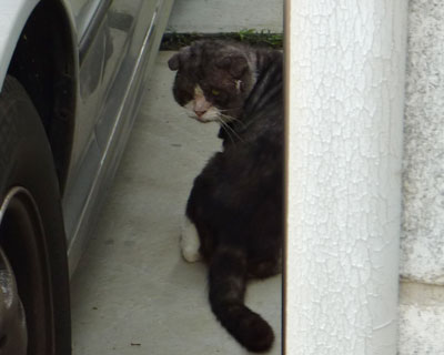 �܂���������̎q