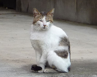 ��̍b���������߂�