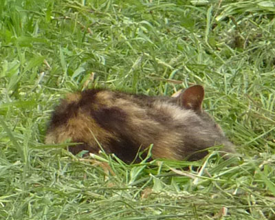 �c��ڂ̌��Ԃɗ����Ă�