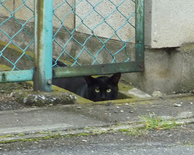 ���΂��̍a�ɗ����Ă�