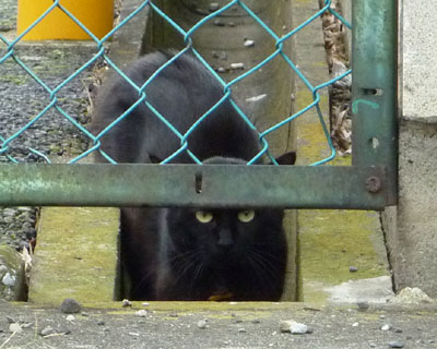 ���Ă���ɂ�܂ꂽ