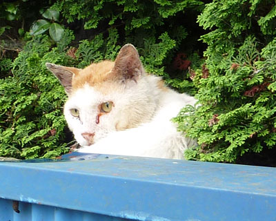 ���炿���A�ڂ��猌���H