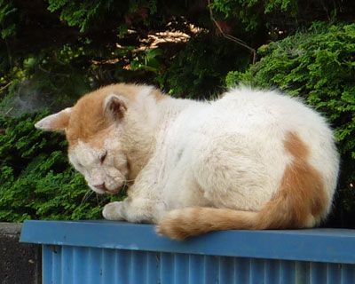 �����A�������ꂢ�ɂȂ��Ă����炿���