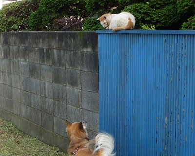 �������ɂ͊��ꂽ�炵��