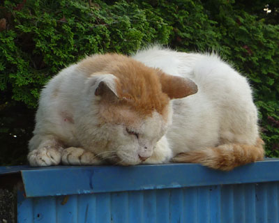 �̂�т�Ȃ��߂�