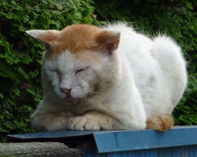 �Q�邩�E�E�E