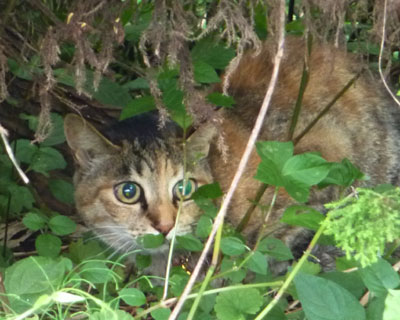 ���ނ�Ō������߂���