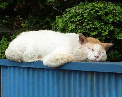 �����������ꏊ�ŐQ�Ă����炿���