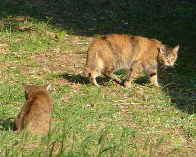 �G�������ɑO���悬��