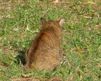 ���D�̔w��