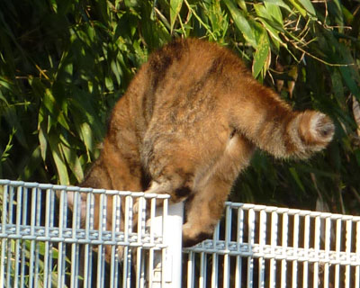 ���K�����킢��