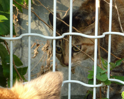 ���ߍ�����l