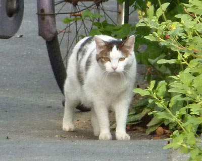 ���킢���q�ɂɂ�܂ꂽ