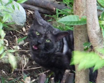 �u���{�P�ʐ^�Ɉ������ʂ��Ă�