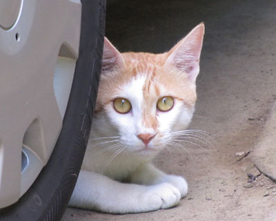 ���킢���q