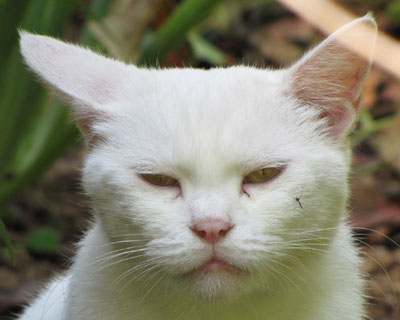 �Ⴊ�~�܂��ē{���Ă�H