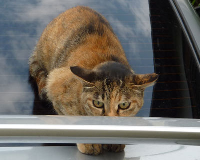 ����������