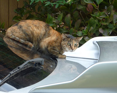 �Ȃ�Ƃ����Ă���Ȃ����ɂ�