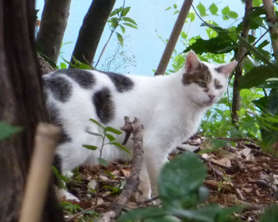 �߂Â�����т֏�����