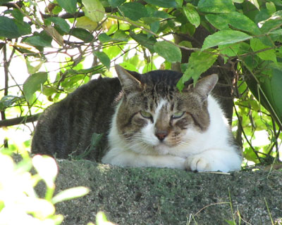 �l�͂��킭�Ȃ�