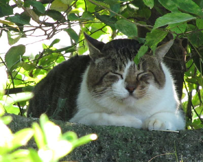 �����薰��