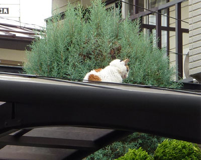 �Ԍɂ̏���ґz