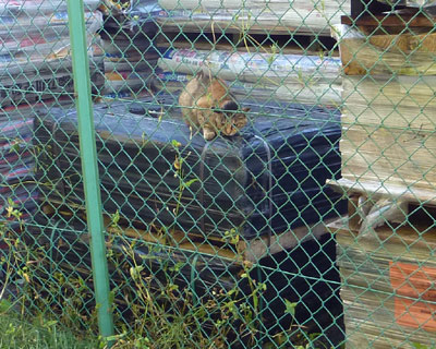 �ً}����