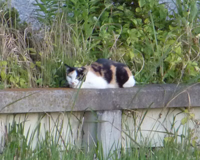 �������������Ă߂����ɎB�e�ł��Ȃ��~�P�����