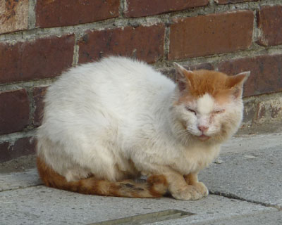 ���ݐH�����ʂłӂ����炵�Č��C����