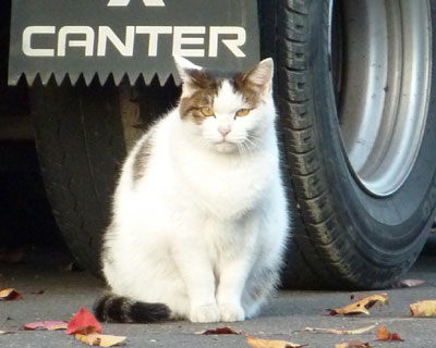 �m�����ۂ��q