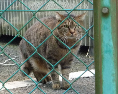 �������Ă����܂���