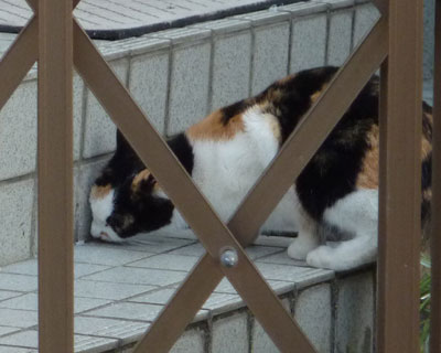 �Ȃɂ�����̂��A�M�S�ɂȂ߂Ă���