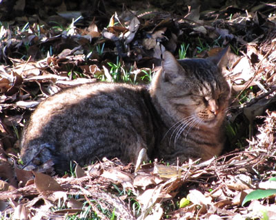 �����ɓ��A