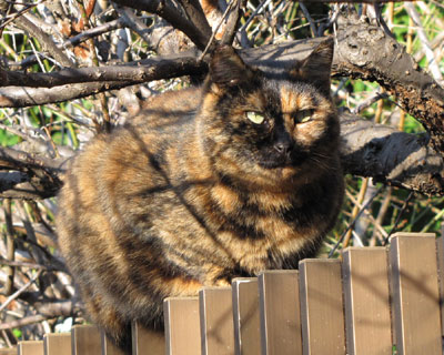 �ق��ق��T�r�����