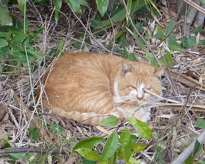 ���̓~�͒|�т˂������Ȃ�