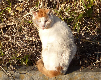 ����ς艘�炿���