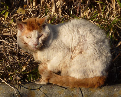 �w�����̕������ꂢ������