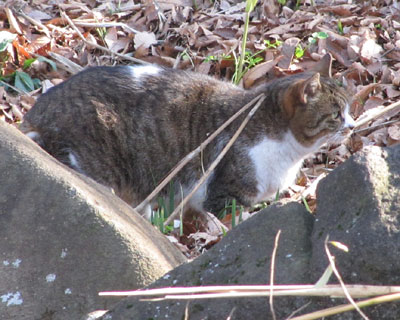 ��ǂł����ꂢ�Ȃ̂͂���