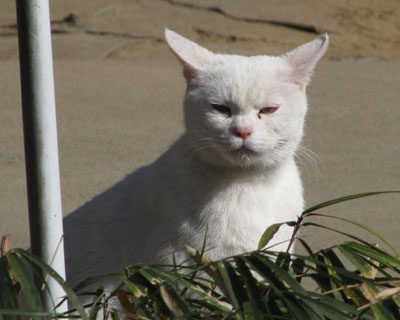 �˂����ۂ��Ȃ�