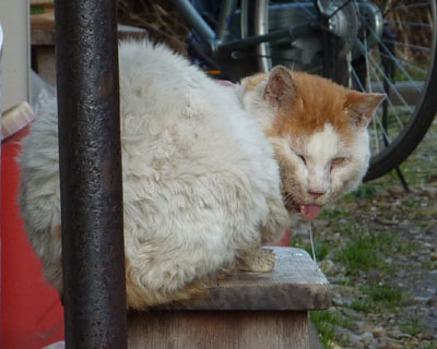 ��肢�����������Ȃ��Ă�