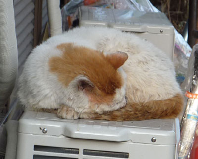 ���ݐH���̉Ƃ̌���ɂ悭����