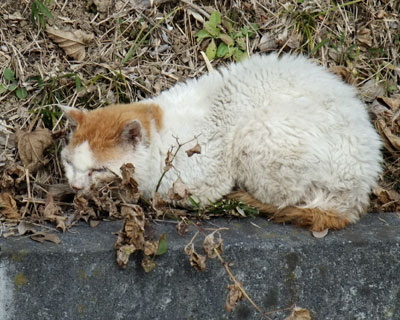 �������肵�ĂĐS�z