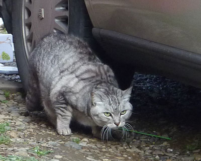 ���ݐH�������Ƃ̔��˂������P