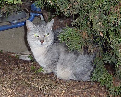 ���ݐH�������Ƃ̔��˂������Q